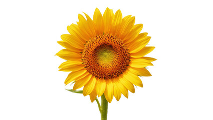 Fototapeta premium Cheerful yellow sunflower in full bloom, showcasing vibrant petals and natural beauty