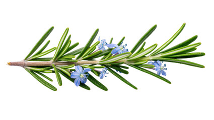 Vibrant green rosemary sprig with delicate blue flowers, fresh aromatic culinary herb © Maria