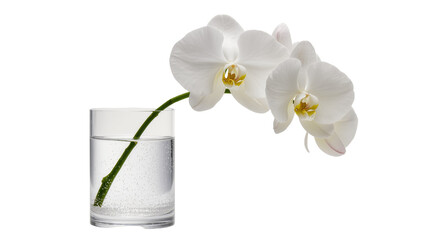 Vibrant white phalaenopsis orchid blooms with green stem in a minimalist clear water glass © Maria