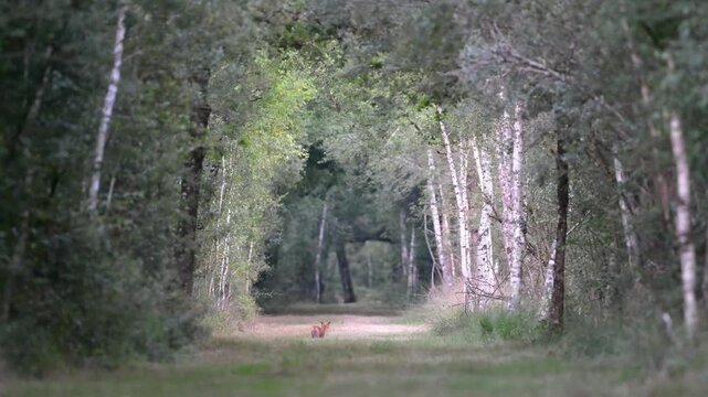 Young male red fox trotting, sitting, scratching, observing, listening and walking in a forest alley in search of food. Vulpes vulpes, Loiret 45, r&eacute;gion Centre, France, European Union, Europe
