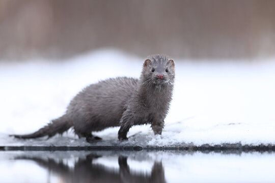 Wizon amerykański (Neogale vison), norka amerykańska
