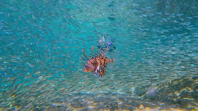 Majestic Lionfish hunts inside dense, vortex of Silversides fish that parts to accommodate intruder. Female snorkeler observes this natural struggle on background, witnessing ornate hunter in action
