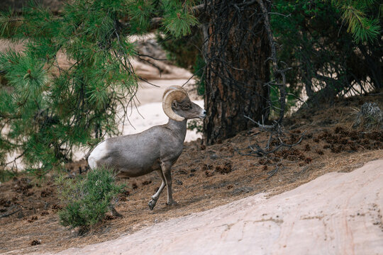 Bighorn sheep ram with curled horns standing beneath a pine tree on sandy slickrock in Zion National Park, Utah