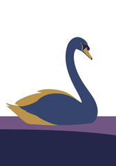 Fototapeta premium Dark Swan Bird Sitting Calmly.