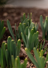 Fototapeta premium crocus blooming in Spring