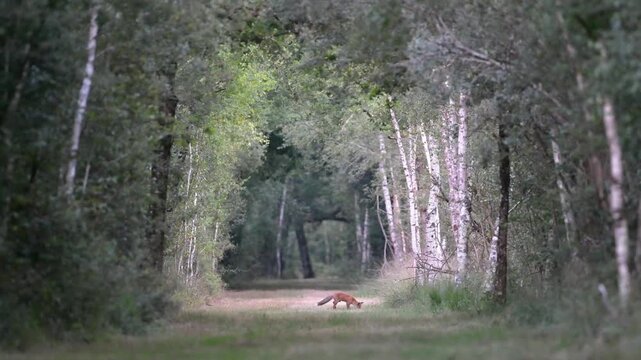 Young male red fox walking and sniffing the ground in search of food in a forest alley, trotting before disappearing into a ditch. Vulpes vulpes, Loiret, r&eacute;gion Centre, France, European Union, Europe