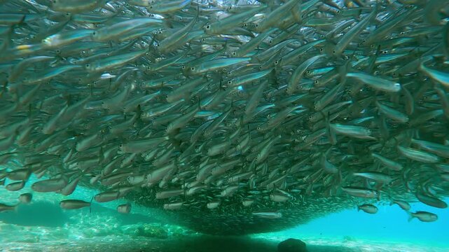 Dynamic forward-motion shot traveling under solid, shimmering canopy of millions of Silversides. Fish form dense, silver ceiling above pristine sandy seabed, sunlight filters through living cloud