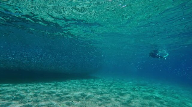Female snorkeling on crystal-clear water watching from side as solid river of silver flows past. Endlessly long chain of Silversides stretches to horizon, following natural contours of shallow coast