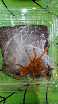 A vibrant orange baboon tarantula sits in its terrarium. The spider rests on a layer of substrate, surrounded by silk web. The lighting highlights its colors and details.