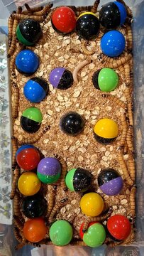 Giant mealworms crawl among a variety of colorful plastic balls on a bed of materials. The top-down view shows the active movement and interaction of the mealworms with the balls.