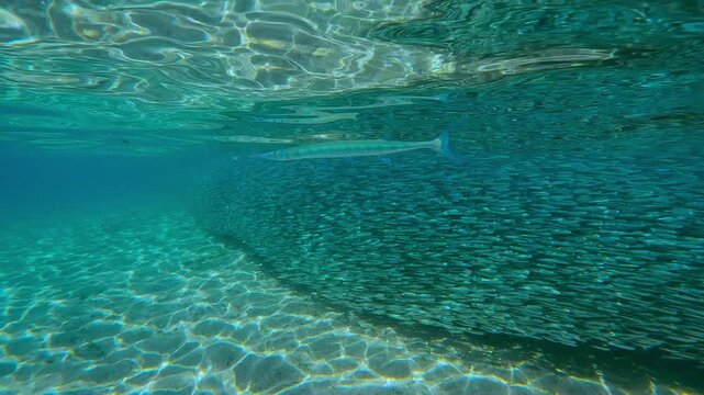 Sleek Needlefish patrolling edge of never-ending Atherina stream swims in crystal-clear water. Massive shimmering school moves in synchronicity like single living organism, forming dense silver wall