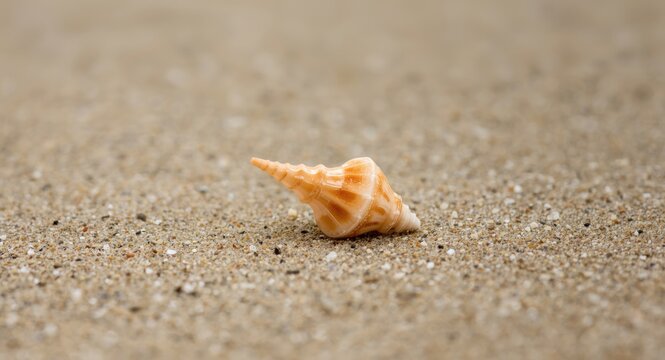 Macro frame showing a seashell on sand with precise detail and controlled exposure