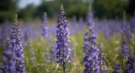 Obraz premium Delphinium flowers in full bloom on a sunny summer field