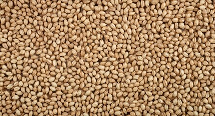 Fototapeta premium Organic wheat seed pods displayed in horizontal order with copy space for text