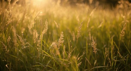 Fototapeta premium Little bluestem grass basking in warm summer afternoon light
