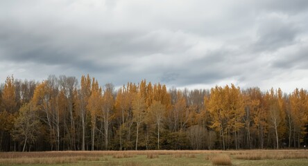 Natural poplar landscape contrasted with dull cloudy sky texture