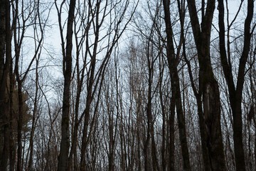 Fototapeta premium Trees in the winter blue sky