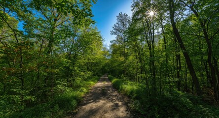 Fototapeta premium Scenic forest trail with lush foliage and a sunny bright blue sky overhead