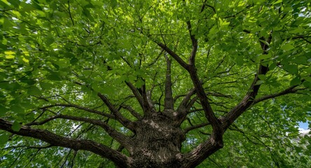 Fototapeta premium Mature Tilia Tree with Full Leaf Canopy in Summer