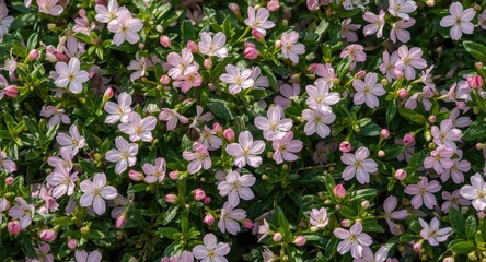 Obraz premium Lush flowering plants blossoming in springtime