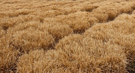 Obraz premium Enormous crop area featuring a large collection of bundled straw rolls