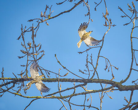 Two mistle thrush birds, Turdus viscivorus, flying together with spread wings between bare tree branches in front of blue sky, December, Rhineland, Germany