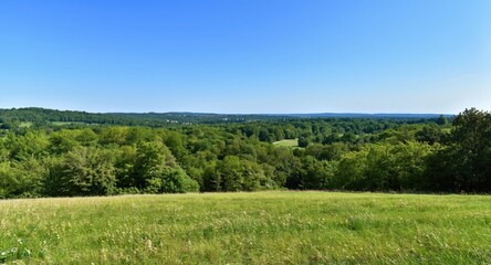 Obraz premium Expansive summer view of verdant forest and green grass with a clear blue backdrop