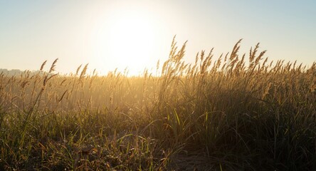 Fototapeta premium Morning sun highlighting the wild grasses on the shore with copy space