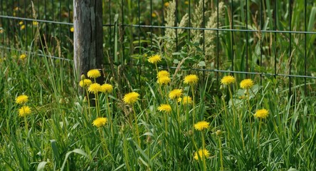 Obraz premium Nature scene of yellow dandelions blossoming near a metal fence with space for text content