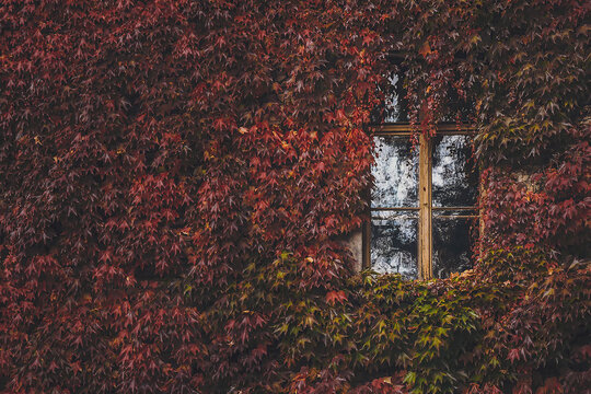 Hauswand komplett mit wildem Wein in Herbstfarben zugewachsen, ein Fenster ist zugewachsen