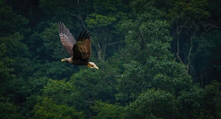 Obraz premium Majestic Philippine Eagle soaring in dense forest habitat