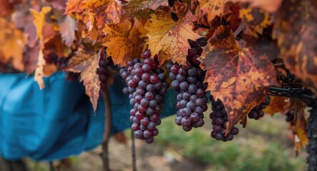 Naklejka premium Fall vineyard red grapes ripe for wine production and blue fabric dye artistry