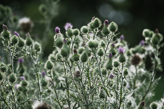 Invasive bull thistle plant closeup in Texas environment.