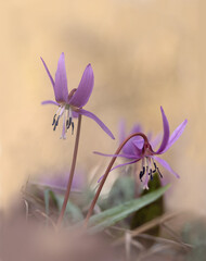 Kleine blühende Blüten im Frühjahr von Hunds-Zahnlilie (Erythronium dens-canis) im Garten © Winfried