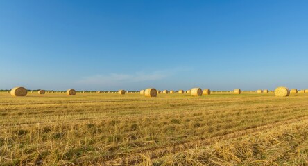 Fototapeta premium Open field with neatly stacked straw bales and a vast blue sky with copy space