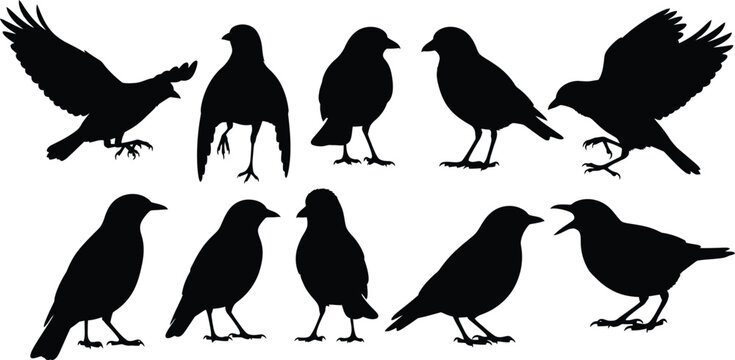 Silhouette of a murder of crows in flight and at rest