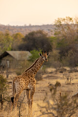 Obraz premium A Young Giraffe Standing in the South African Bush at Sunset in Kruger National Park, South Africa