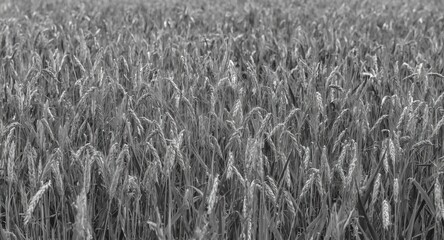 Obraz premium Black and white image of a wide wheat field with complex stalk patterns