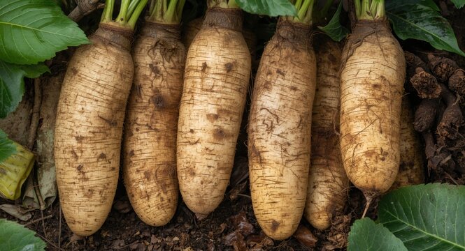 Fresh malanga root tubers displayed with natural earth and leaves