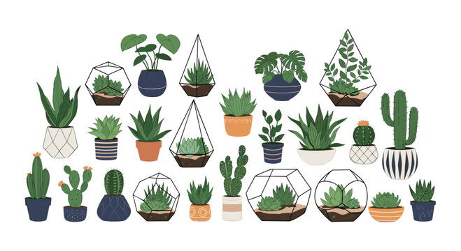 Diverse assortment of indoor houseplants in various pots and glass terrariums to illustrate a wide range of botanical decor options.
