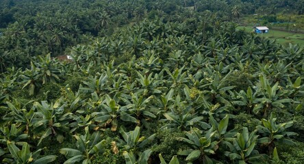Naklejka premium Flourishing banana farm set in dense leafy plantation following eco friendly practices