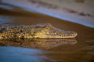 Obraz premium Nile crocodile in Chobe River