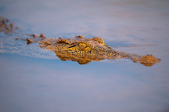 Nile crocodile in Chobe River