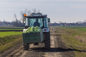 Obraz premium Farm Tractor Carrying Fresh Cabbage Crates Down Rural Dirt Road During Winter Harvest