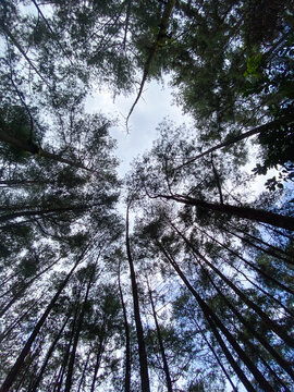 Looking up towards the tops of pine trees forming a circular pattern partially covering the sky in the forest area.