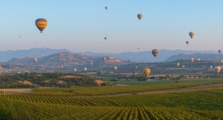Naklejka premium Evening panorama with hot air balloons above thriving vineyards