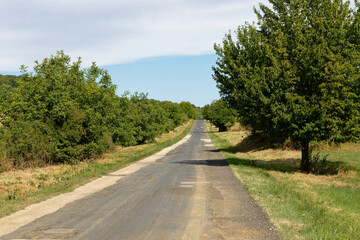 Naklejka premium Long, empty country road lined with lush green trees under a clear blue sky