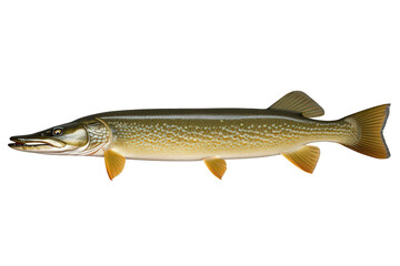 Naklejka premium Northern pike fish swimming, predatory freshwater aquatic animal for sport fishing and wildlife themes