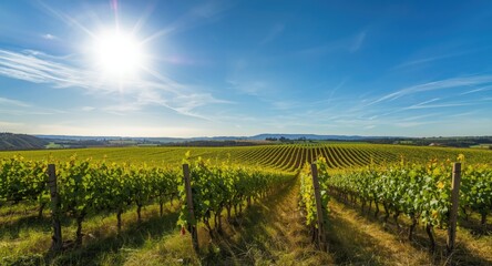 Naklejka premium Bright and colorful vineyard fields under a sunny sky perfect for text copyspace