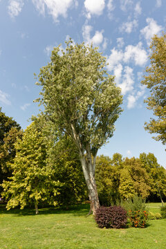 Tall poplar tree with lush green foliage stands in a sunny park on a clear day